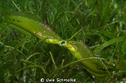 Wrasses fighting by Uwe Schmolke 